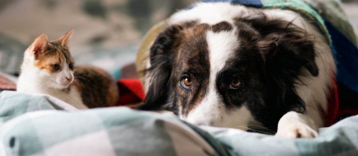 Assicurazione Animali Domestici