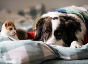 Assicurazione Animali Domestici